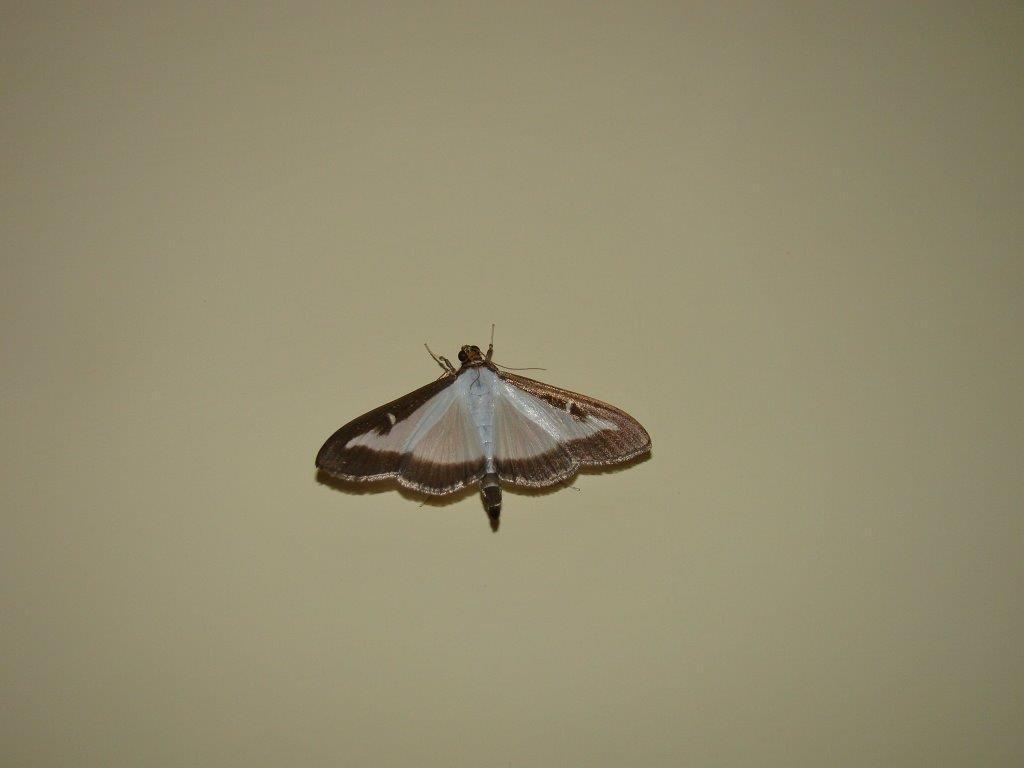 Falena da id - Cydalima perspectalis